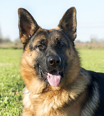 Image showing german shepherd