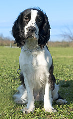 Image showing black and white cocker spaniel