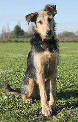 Image showing airedale terrier 