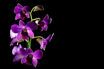 Image showing Branch of purple orchid(dendrobium phalaenopsis).