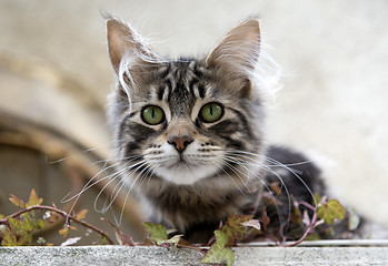 Image showing gray cat