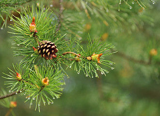 Image showing Natural background, close-up pine on the green 