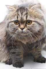 Image showing grey persian kitten sitting on isolated white