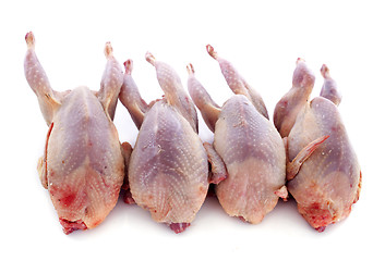 Image showing four quails