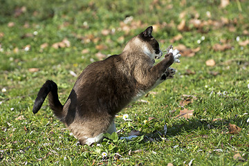 Image showing Siamese Cat and mouse