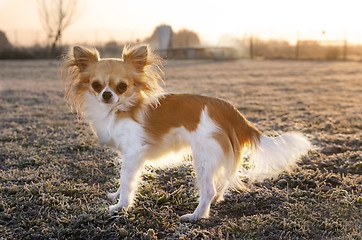 Image showing chihuahua in winter