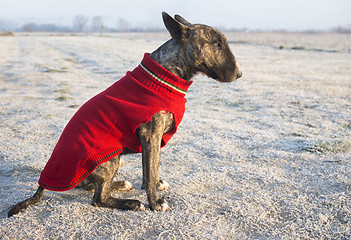 Image showing dressed bull terrier