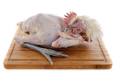 Image showing Bresse chicken