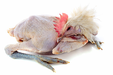 Image showing Bresse chicken 