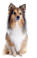 Image showing shetland dog