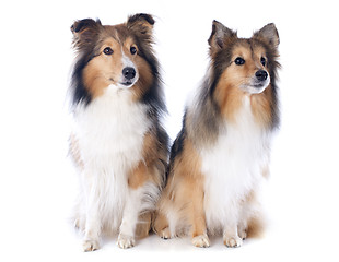 Image showing shetland dogs