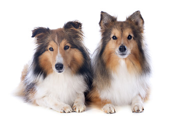 Image showing shetland dogs