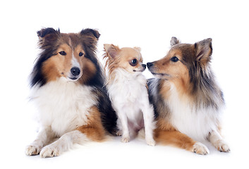 Image showing shetland dogs and chihuahua