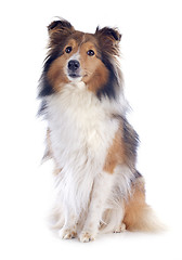 Image showing shetland dog