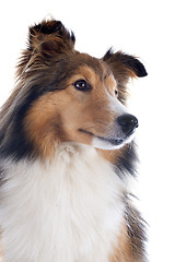 Image showing shetland dog