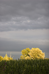 Image showing Storm Weather