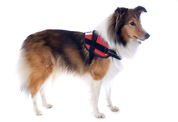 Image showing shetland dog and harness