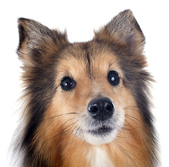 Image showing shetland dog