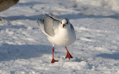 Image showing Seagull