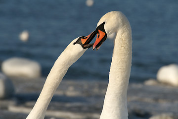 Image showing White swans