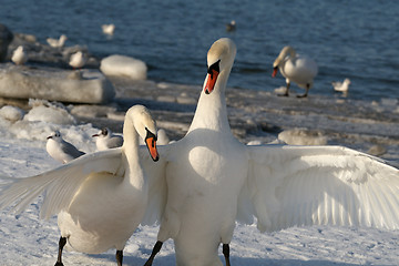 Image showing Pair swans