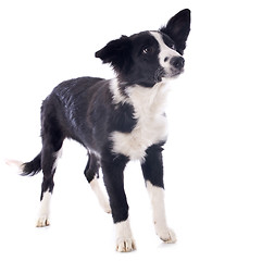 Image showing puppy border collie