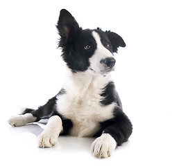 Image showing puppy border collie