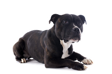 Image showing staffordshire bull terrier