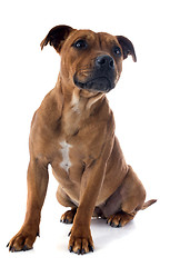 Image showing staffordshire bull terrier