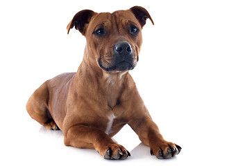 Image showing staffordshire bull terrier