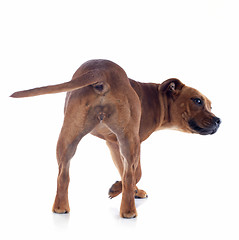 Image showing back staffordshire bull terrier