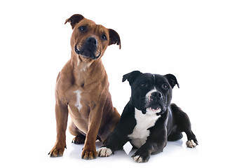 Image showing two staffordshire bull terrier