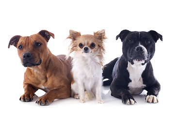 Image showing staffordshire bull terriers and chihuahua