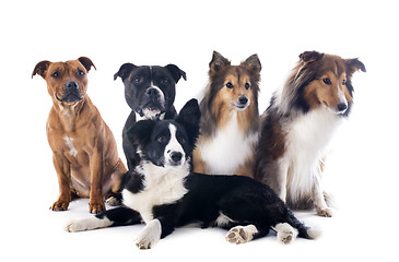 Image showing five dogs