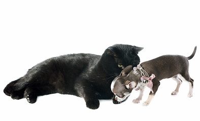 Image showing puppy chihuahua and cat