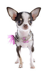 Image showing puppy chihuahua