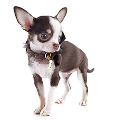 Image showing puppy chihuahua