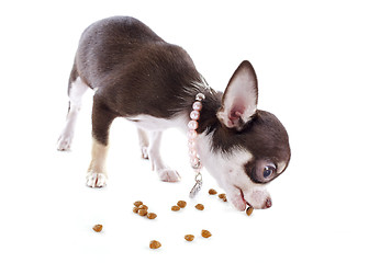 Image showing puppy chihuahua eating