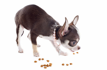 Image showing puppy chihuahua eating