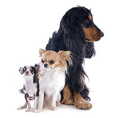 Image showing chihuahuas and cocker