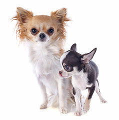 Image showing puppy and adult chihuahua