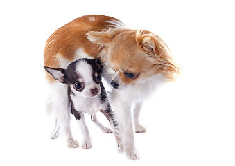 Image showing puppy and adult chihuahua