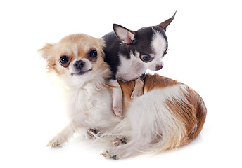 Image showing puppy and adult chihuahua