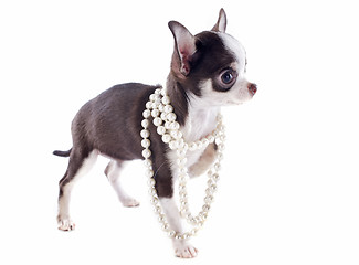 Image showing puppy chihuahua