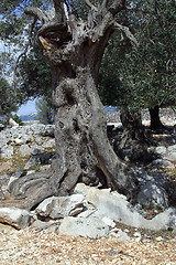 Image showing Old olive tree