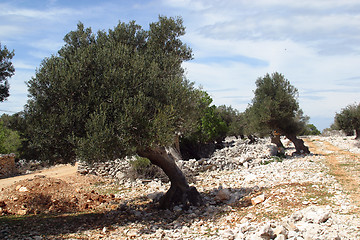 Image showing Olive grove