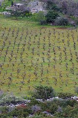 Image showing Traditional Mediterranean vineyards, Croatia