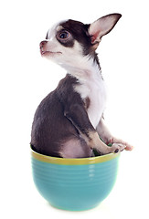 Image showing puppy chihuahua in a cup