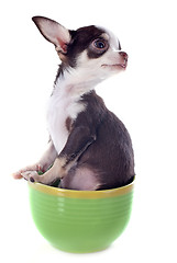 Image showing puppy chihuahua in a cup