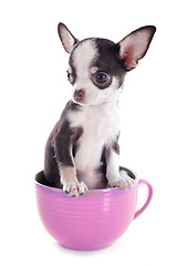 Image showing puppy chihuahua in a cup